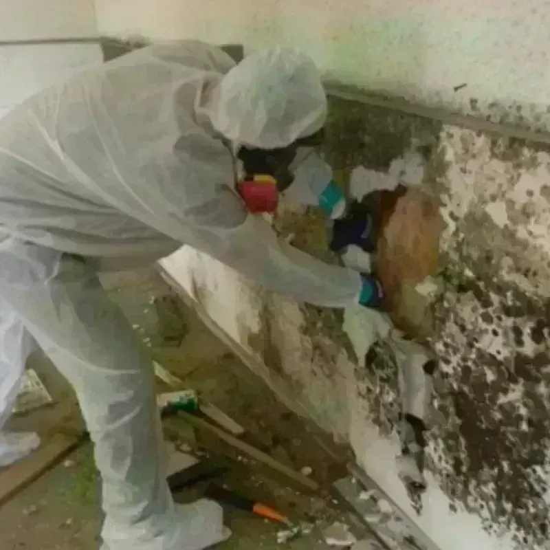 Mold Remediation and Removal in Eagle Mountain, UT